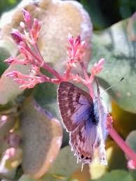 Image result for pheega