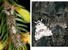 Attēlu rezultāti vaicājumam “Lymantria monacha pupa”