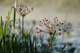 Attēlu rezultāti vaicājumam “Butomaceae”