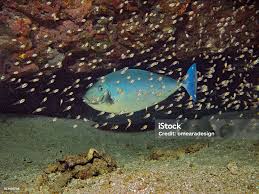 Image result for Naso hexacanthus