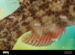 Image result for Symphodus bailloni