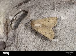 Attēlu rezultāti vaicājumam “Orthosia sp.”