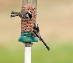 Attēlu rezultāti vaicājumam “Periparus ater adult”