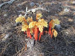 Attēlu rezultāti vaicājumam “Monotropa hypopitys fruit”