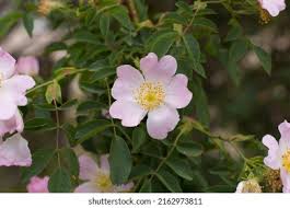 Attēlu rezultāti vaicājumam “Rosa subcanina”