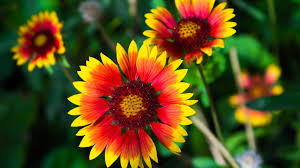 Image result for Gaillardia
