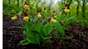 Attēlu rezultāti vaicājumam “Cypripedium calceolus flower”