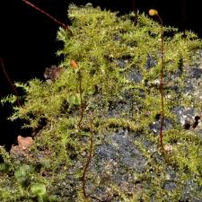 Attēlu rezultāti vaicājumam “Campylophyllum sommerfeltii”