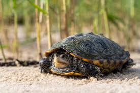 Image result for Malaclemys terrapin