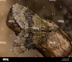 Attēlu rezultāti vaicājumam “Hydriomena furcata”