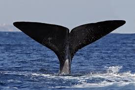 Image result for Physeter macrocephalus