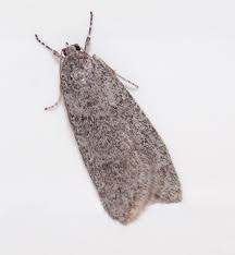 Attēlu rezultāti vaicājumam “Semioscopis avellanella”