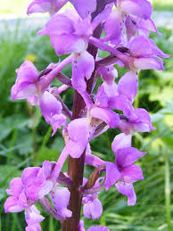 Attēlu rezultāti vaicājumam “Orchis mascula leaf”