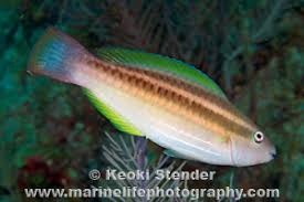 Image result for Scarus taeniopterus