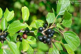 Attēlu rezultāti vaicājumam “Rhamnus cathartica fruit”