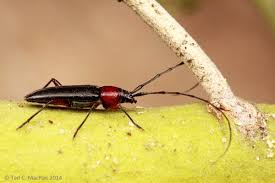 Attēlu rezultāti vaicājumam “Exobasidium cassandrae”