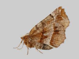 Attēlu rezultāti vaicājumam “Selenia dentaria”