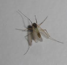 Attēlu rezultāti vaicājumam “Chironomidae imago”