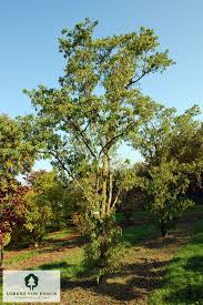 Attēlu rezultāti vaicājumam “Robinia pseudoacacia”