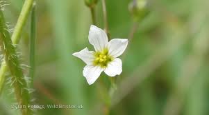 Attēlu rezultāti vaicājumam “Linum catharticum flower”