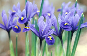 Attēlu rezultāti vaicājumam “Iris reticulata”
