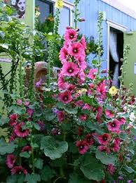 Image result for Alcea rosea `Appleblossom`