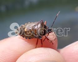 Attēlu rezultāti vaicājumam “Pinthaeus sanguinipes”