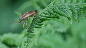 Attēlu rezultāti vaicājumam “Elasmostethus interstinctus”