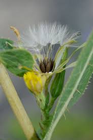 Attēlu rezultāti vaicājumam “Lactuca serriola”