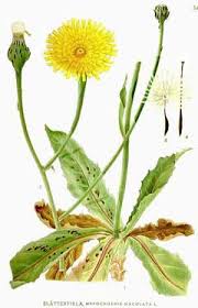 Attēlu rezultāti vaicājumam “Hypochaeris maculata leaf”