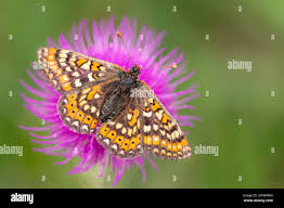 Attēlu rezultāti vaicājumam “Euphydrias aurinia”