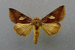 Attēlu rezultāti vaicājumam “Autographa excelsa”