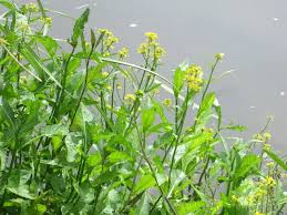 Attēlu rezultāti vaicājumam “Rorippa amphibia fruit”