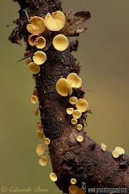 Attēlu rezultāti vaicājumam “Hymenoscyphus calyculus”