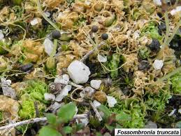 Attēlu rezultāti vaicājumam “Fossombronia wondraczekii sporophyte”