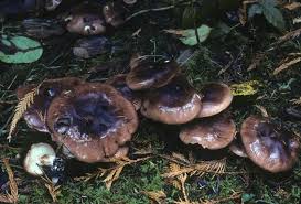 Attēlu rezultāti vaicājumam “Tricholoma sp.”