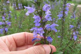 Image result for Dracocephalum moldavicum