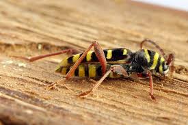 Attēlu rezultāti vaicājumam “Plagionotus detritus”