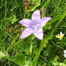 Image result for Campanula patula