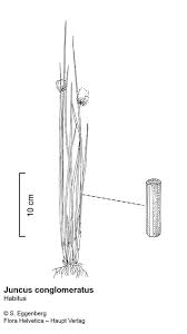 Attēlu rezultāti vaicājumam “Juncus conglomeratus”
