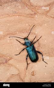 Attēlu rezultāti vaicājumam “Callidium violaceum”