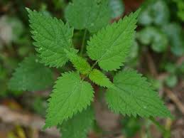 Attēlu rezultāti vaicājumam “Urtica dioica”