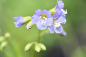 Attēlu rezultāti vaicājumam “Polemonium caeruleum bud”