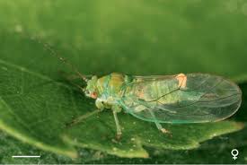 Attēlu rezultāti vaicājumam “Psylla alni”