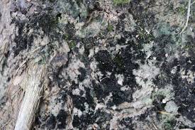 Attēlu rezultāti vaicājumam “Mniotype satura”