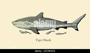 Image result for Galeocerdo cuvier