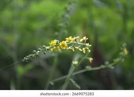 Attēlu rezultāti vaicājumam “Agrimonia pilosa flower”