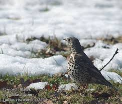 Attēlu rezultāti vaicājumam “Turdus viscivorus adult”