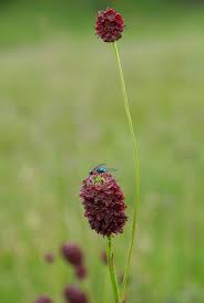 Attēlu rezultāti vaicājumam “Sanguisorba officinalis”