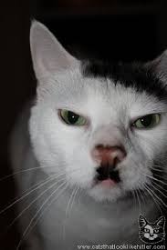 Image result for kitler